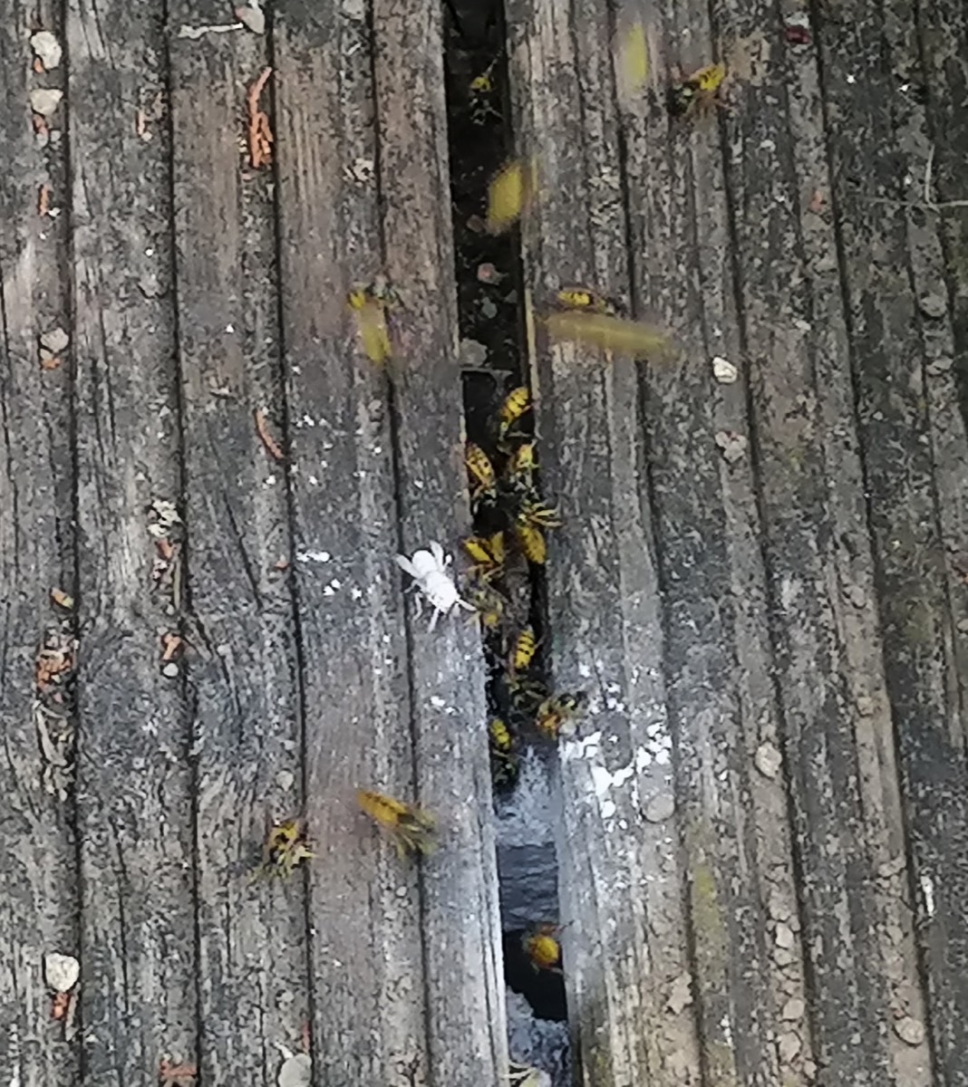 Wasp Nest under decking