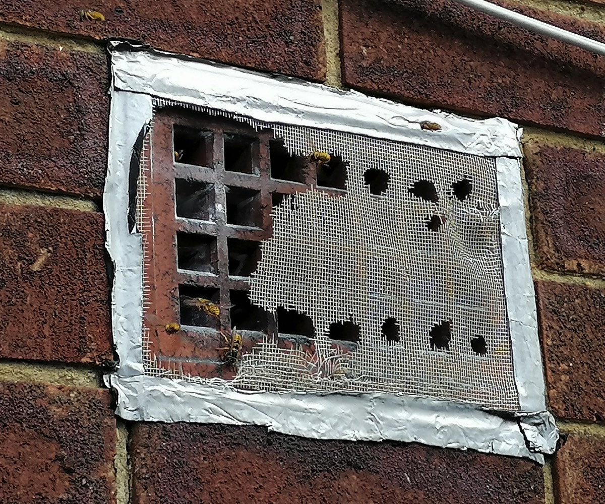 Wasp Nest behind Airbrick