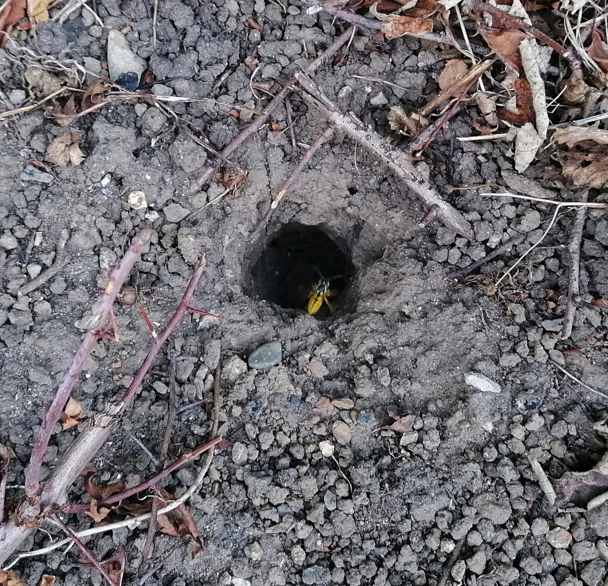 Entry to Wasp Nest Situated in Garden Border