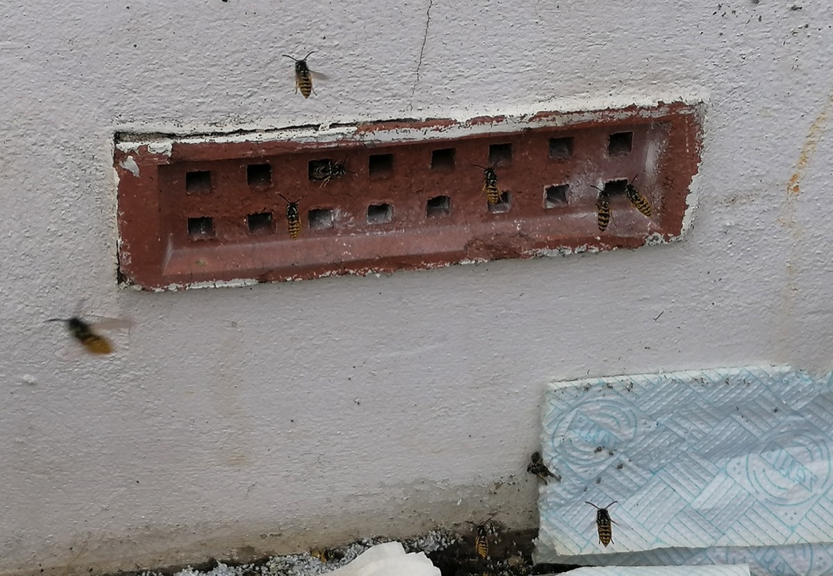 Wasp Nest behind Airbrick