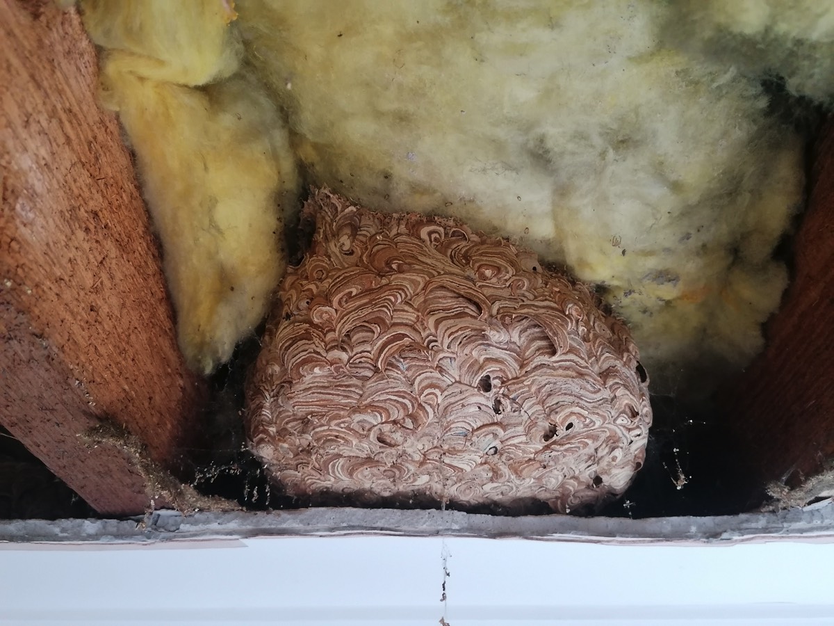 Waasp Nest in Loft